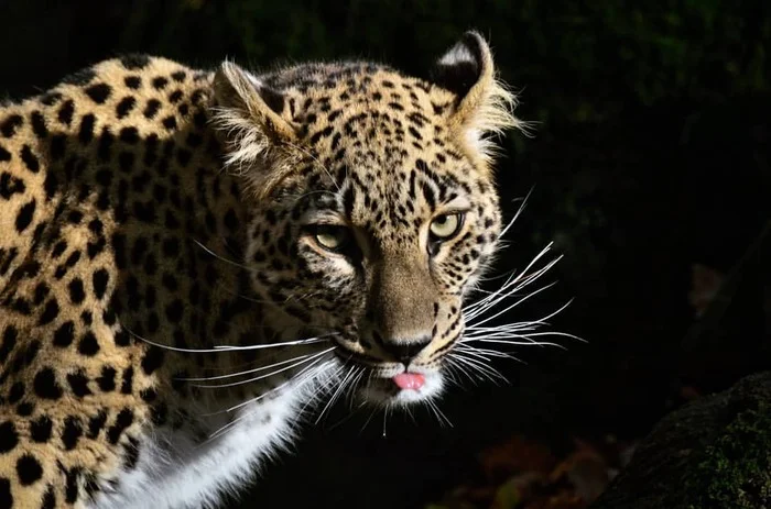 Central Asian leopard - Endangered species, Persian leopard, Leopard, Big cats, Cat family, Predatory animals, Wild animals, Zoo, The photo