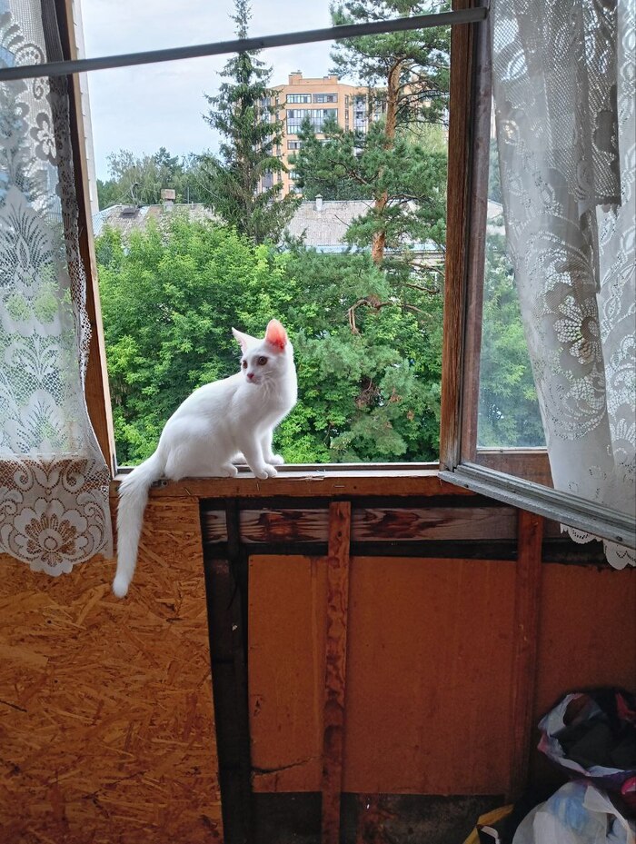 Корейка вам в ленту