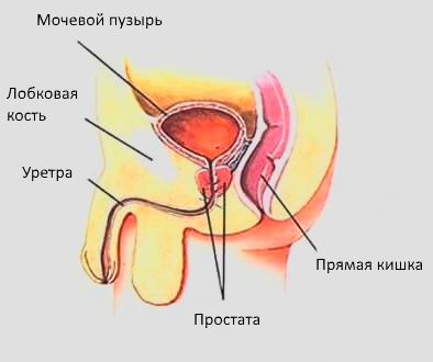 Анальная мастурбация. Часть 1 из 5. Теория - NSFW, Моё, Оргазм, Мужское, Мастурбация, Анатомия, Простата, Анус, Длиннопост