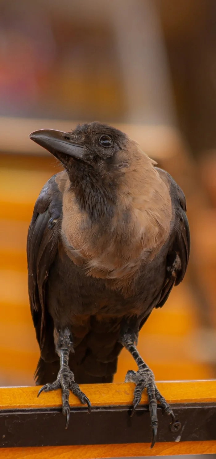 Karrr! - The photo, Crow, Longpost, Birds