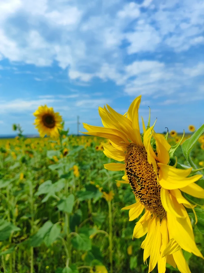 Field of sunflowers - My, The photo, Crimea, Nature, Sunflower