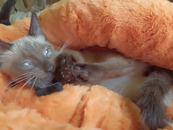 Baloo went to his house with Pikabushnik - My, cat, Kittens, In good hands, My house, Positive, The strength of the Peekaboo, Video, Longpost, Found a home