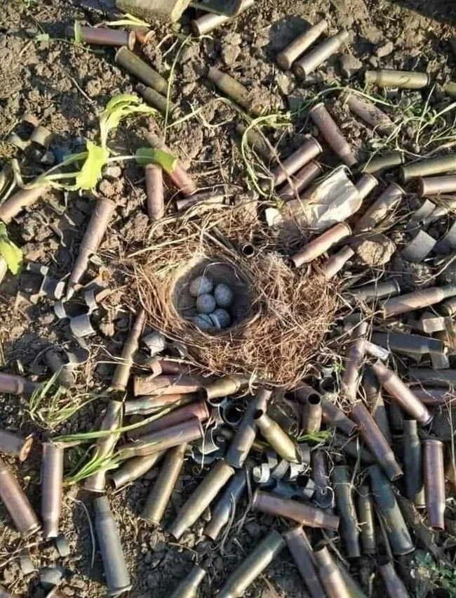 Nature takes its toll - Nest, Eggs, Land, Weapon casings, The photo