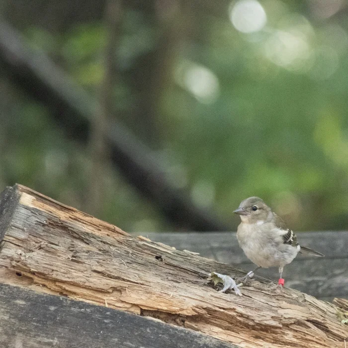 Young finch (some marks on legs) - My, Birds, Nature, Finches, The photo