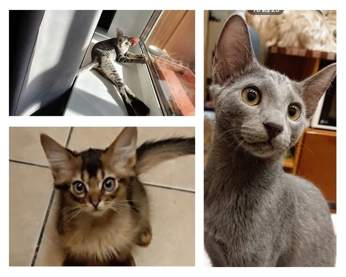 Коты с усами да с лапами - Моё, Эпоксидная смола, Рукоделие с процессом, Украшения из эпоксидной смолы, Творчество, Украшение, Украшения из проволоки, Кот, Длиннопост