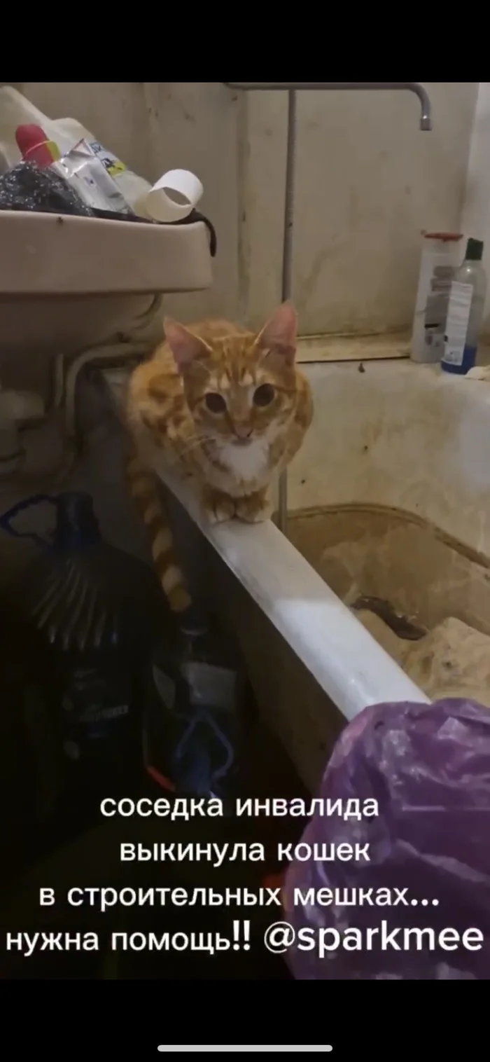 Continuation of the story about 20 cats. Yuto, an unhappy young ginger cat with a tile in his stomach - Animal Rescue, Animal shelter, Help, Trouble, cat, Fluffy, Volunteering, Tricolor cat, Helping animals, Video, Vertical video, Longpost