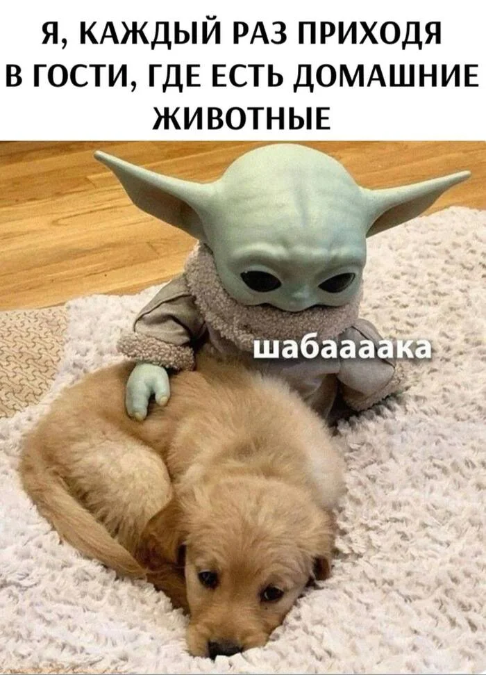 Kotayayaka - Humor, Dog, Yoda, Picture with text, Telegram (link), Grogu