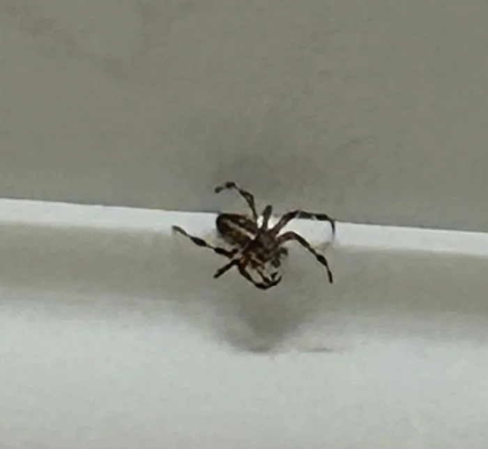 Help in identifying a spider - My, Question, Ask Peekaboo, Spider, Arachnophobia