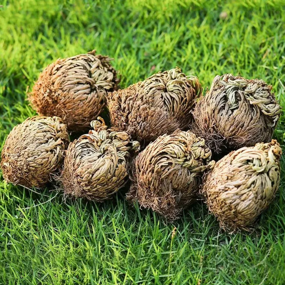 Rose of Jericho: A unique plant with amazing abilities - My, Products, Chinese goods, AliExpress, Plants, Jericho Rose, Video, Longpost