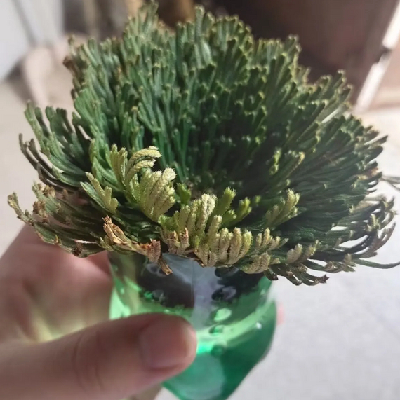 Rose of Jericho: A unique plant with amazing abilities - My, Products, Chinese goods, AliExpress, Plants, Jericho Rose, Video, Longpost