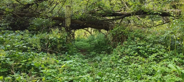 Заросшая тропа - Моё, Тропинка, Лес, Заброшенное, Мобильная фотография