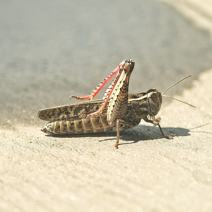 Жуть инопланетная