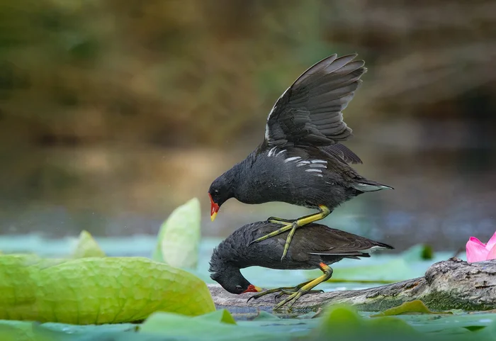 It's time - Moorhen, Waterfowl, Birds, The photo, wildlife, Wild animals