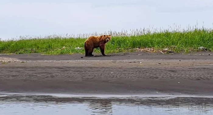 Kamchatka cannot leave you indifferent - wildlife, Kronotsky Reserve, Inspector, Wild animals, Kamchatka, Longpost