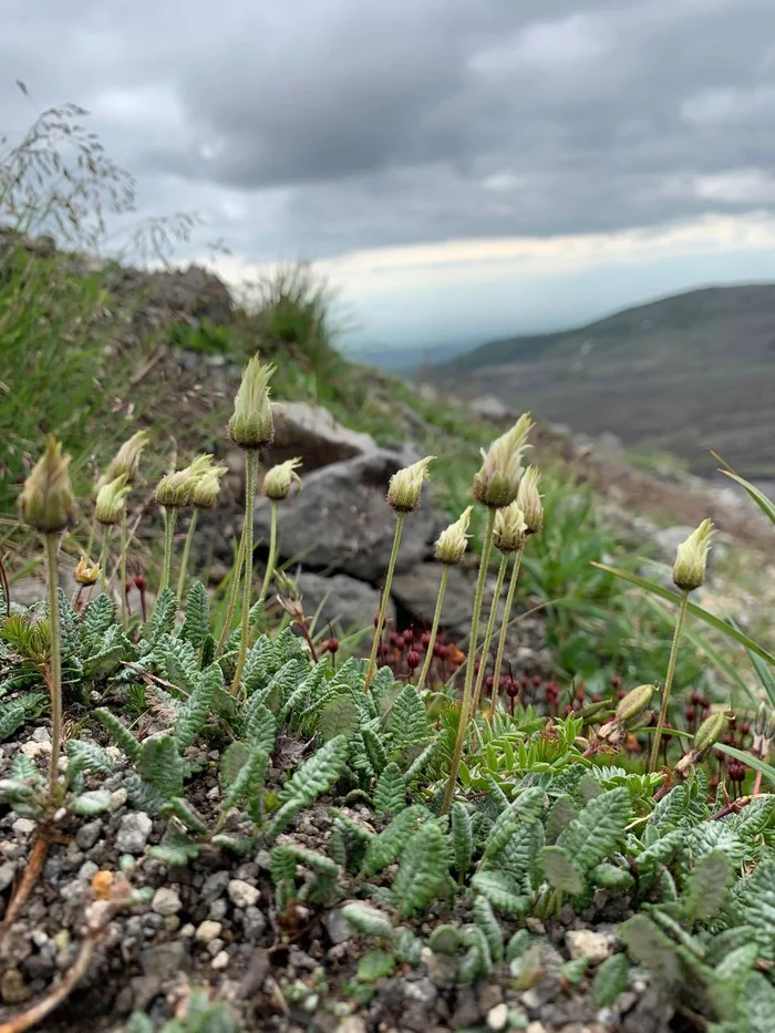 A small relic of Kamchatka - Dryad, Plants, Relict plants, Kamchatka, wildlife, The photo, Nature Park, Bush, Telegram (link), Longpost