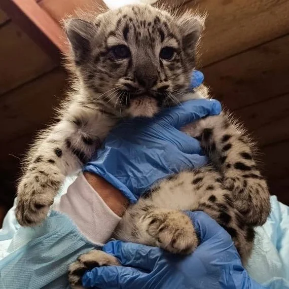 Snow leopards were born at the Perm Zoo - Snow Leopard, Young, Permian, Zoo, Birth, Milota, Cat family, Predatory animals, Big cats, Wild animals, Telegram (link), Longpost