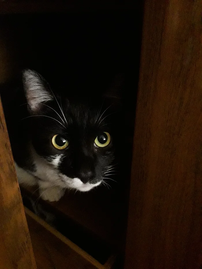 Cat in the closet - My, cat, Pets, Closet, Observation