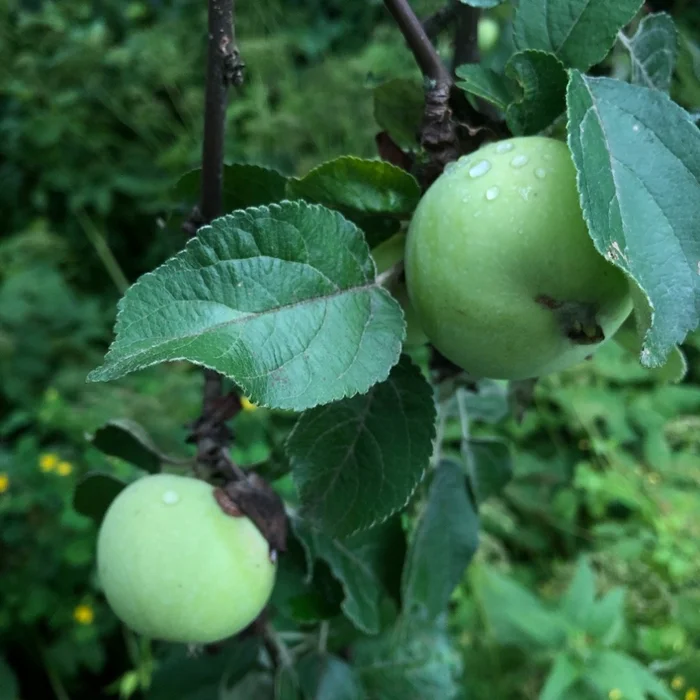 Apple tree in the village - My, Tourism, Road trip, Russia, Nature, Mobile photography, Village, Travel across Russia