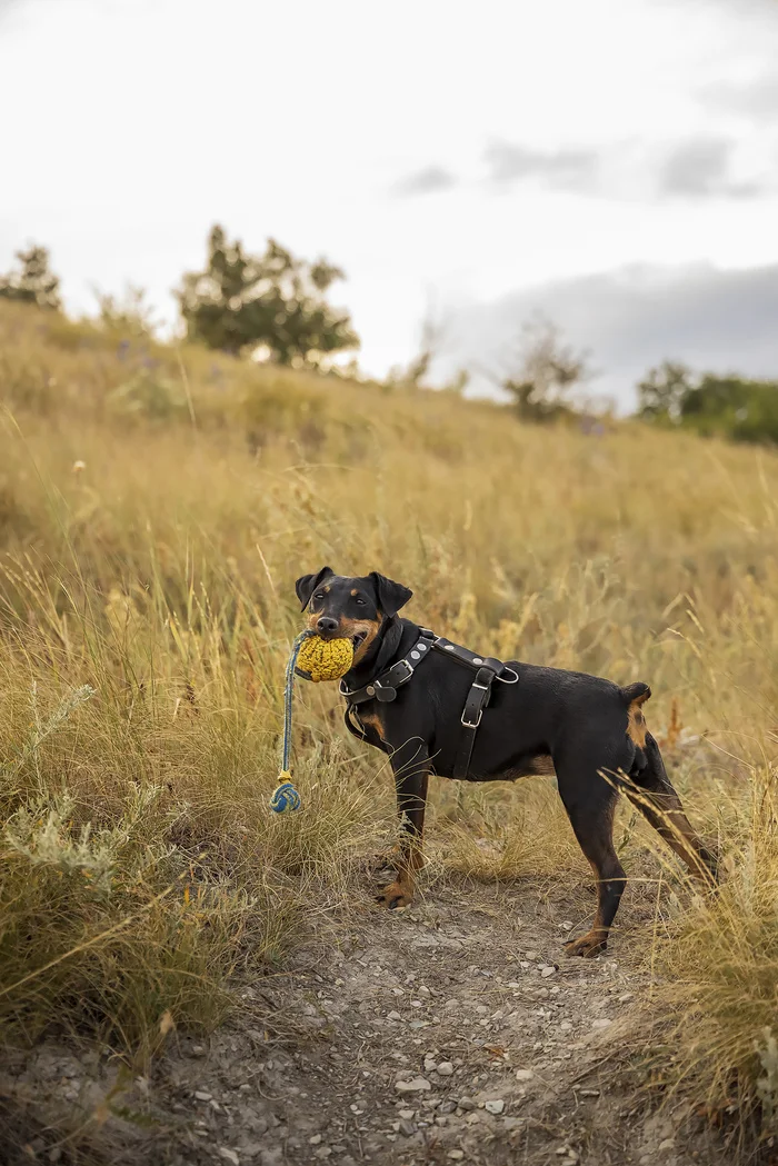 Teen - My, Dog, Nature, The photo, Jagd terrier, Longpost