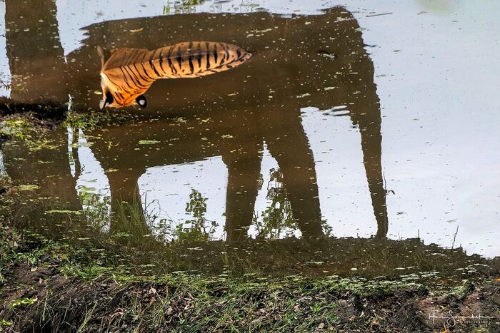 Tiger in an elephant - Bengal tiger, Tiger, Big cats, Cat family, Predatory animals, Elephants, Wild animals, wildlife, National park, India, The photo, Reflection, Shadow, Water