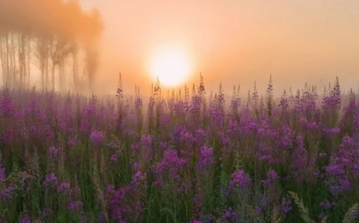 The path is thickly overgrown with fireweed... - My, Poetry, Lyrics, Poems, Philosophy, Path, Fate, Love, Relationship, The senses, A life, Soul, Song, Olga Spolokhova