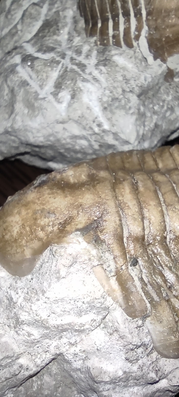 Без выроста, он больше чем тот