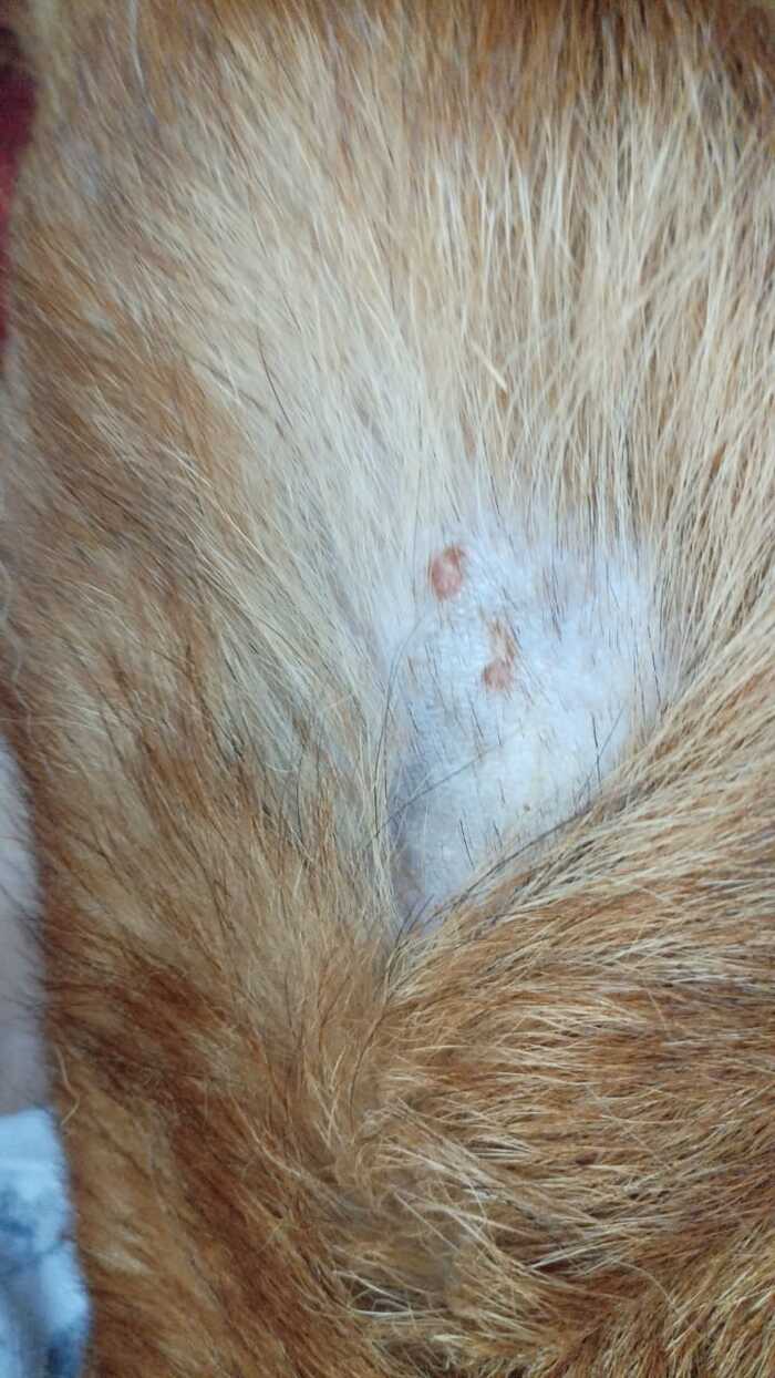 Is it ringworm? - My, Veterinary, Lichen, Dog, Question, No rating