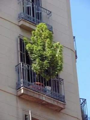 When, before vacation, I took my flower out onto the balcony so that the rain could water it - Humor, Picture with text, Flowers, Balcony