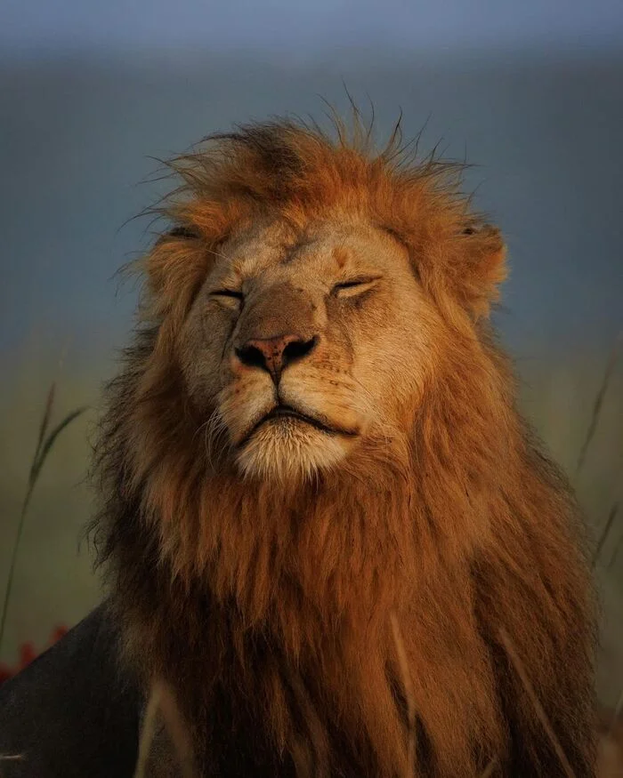 Pacification - a lion, Big cats, Cat family, Predatory animals, Wild animals, wildlife, Reserves and sanctuaries, Masai Mara, Africa, The photo, Alexey Osokin