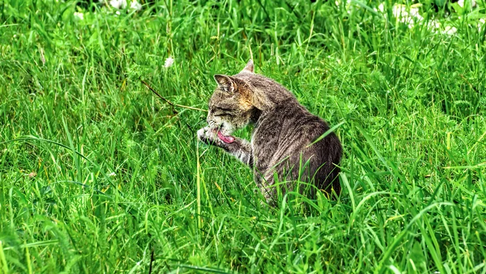 Profile - My, The photo, Canon, Street photography, City walk, cat, Summer, Lawn, Washing, Grass, Profile