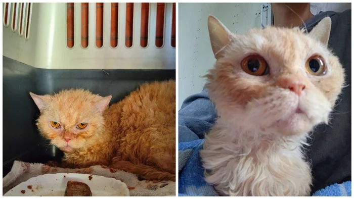 The faces of 11 male cats and one kitten rescued from a very hellish breeding. Interim result after a month and what was done - My, cat, Vertical video, Kittens, The rescue, Video, Longpost, Munchkin, Breeders, Unscrupulous breeder, Animal Rescue