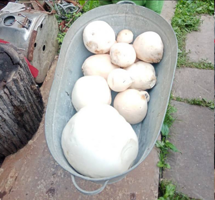 Уфа сейчас, нашествие