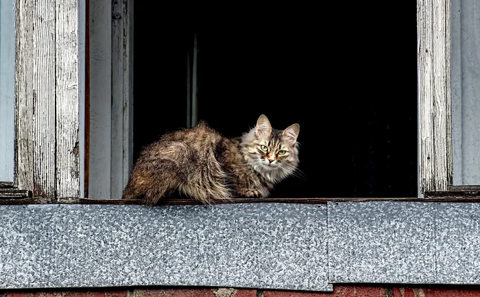 Balcony - My, The photo, Canon, Street photography, City walk, cat, Balcony, Window, Beginning photographer