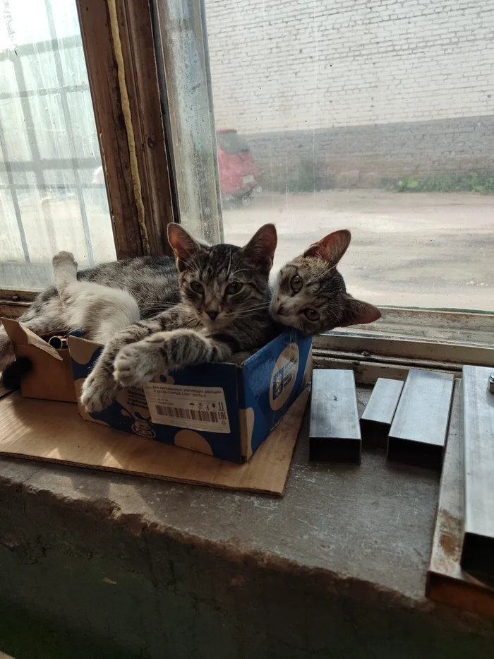 Two-Headed Drakoth - My, Kittens, Box, cat, The photo