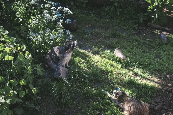 Raccoons. Kaliningrad Zoo - My, The photo, Nikon, Creation, Travels, Animals, Wild animals, Zoo, Kaliningrad Zoo, Raccoon