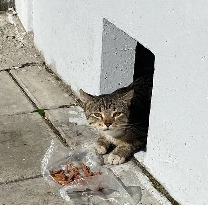 A cat poisoned by rat poison. Moscow - cat, Animal Rescue, Volunteering, Animal shelter, Trouble, Life stories, In good hands, Moscow, Pet the cat, Helping animals, Video, Vertical video, Longpost, Homeless animals, Veterinary, Kittens, Overexposure, Shelter, Negative