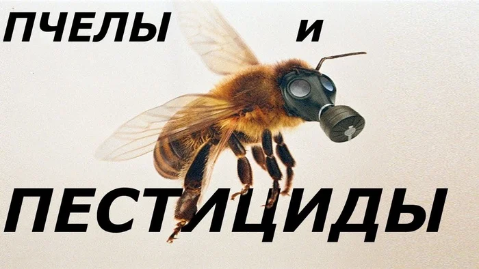 Bees have been poisoned - recover damages from the culprit! - Court, Right, Lawyers, League of Lawyers, Advocate, Yandex Zen (link), Longpost