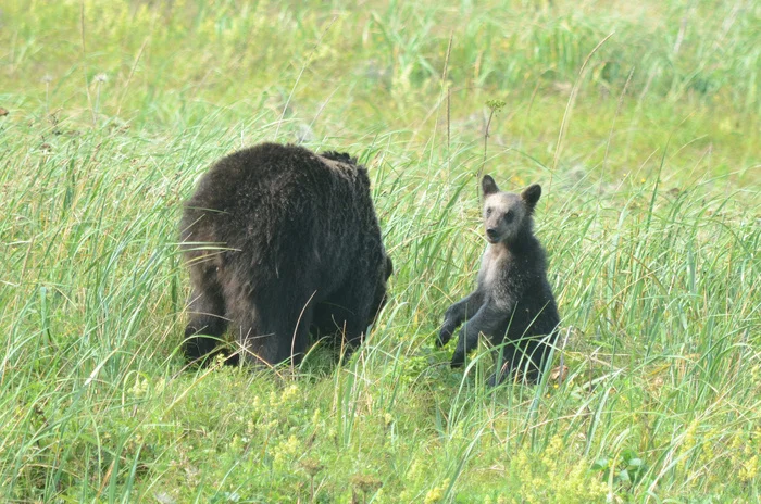 And again the bears - My, Kunashir, Reserves and sanctuaries, South Kurils, The Bears, The photo