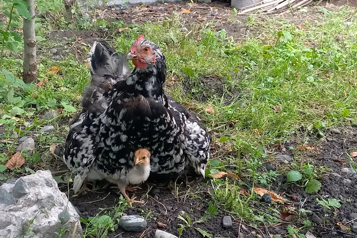 The rain is drizzling - My, The photo, Pets, Birds, Hen, Chickens