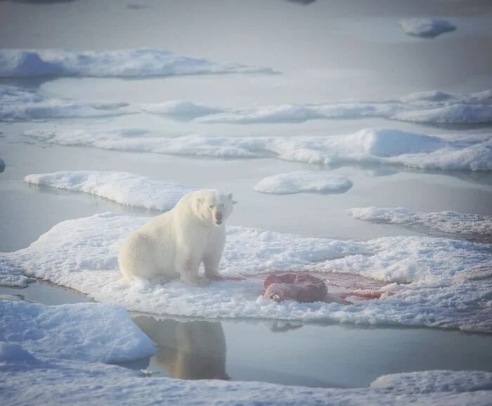 Dinner - The Bears, Polar bear, Predatory animals, Wild animals, wildlife, Spitsbergen, The photo, Mining, Carcass