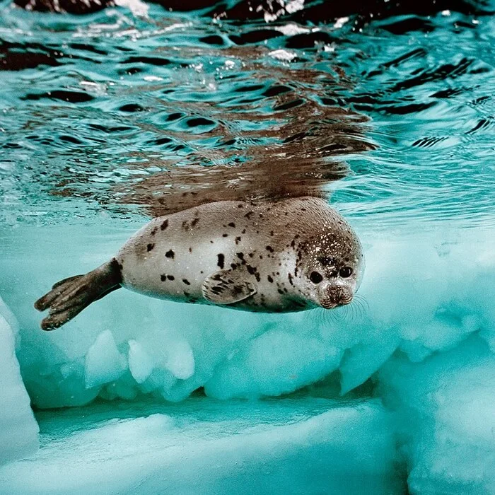 Harp seal pup approximately 16 days old - Young, Seal, Pinnipeds, Predatory animals, Wild animals, wildlife, Atlantic Ocean, North America, The photo, Underwater photography