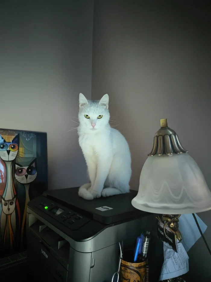 Evening cat lamp with Sunny - My, cat, White, Sunny, Лампа, It was getting dark, dust, Mobile photography, Pets