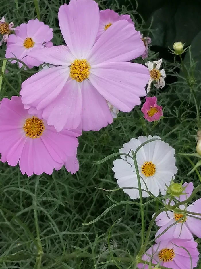 Simple... - My, Flowers, Summer, Just, The photo