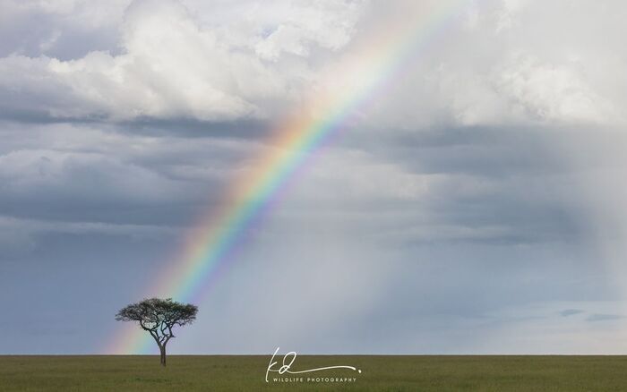 Rainbow over the savannah - Rainbow, Savannah, Tree, wildlife, Africa, The photo