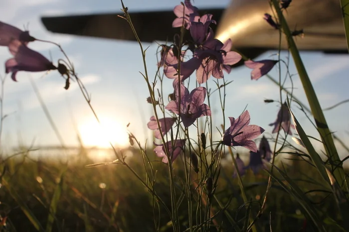 Bells at the airport - My, The photo, Summer, Airplane, Just, AN-12, Bells, The nature of Russia