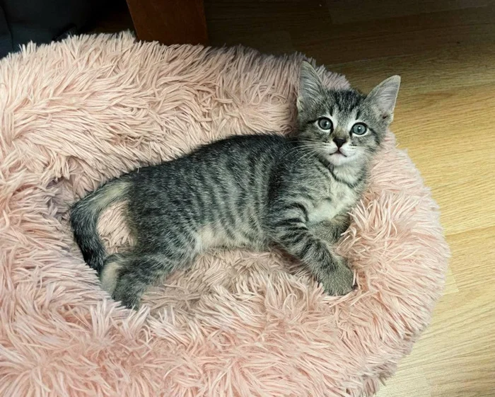 The cutest tabby kitten looking for a home. Moscow and Moscow region - Homeless animals, Kittens, Veterinary, cat, Tricolor cat, In good hands, Cat lovers, Overexposure, Fluffy, Shelter, Pet the cat, Lost, Animal Rescue, Maine Coon, Longpost