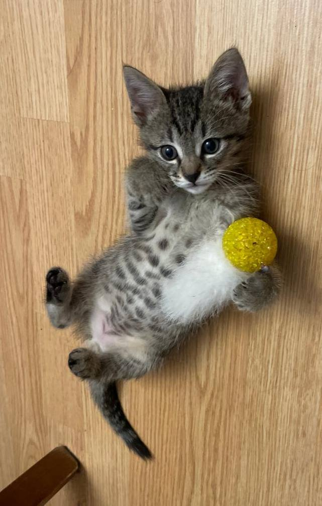 The cutest tabby kitten looking for a home. Moscow and Moscow region - Homeless animals, Kittens, Veterinary, cat, Tricolor cat, In good hands, Cat lovers, Overexposure, Fluffy, Shelter, Pet the cat, Lost, Animal Rescue, Maine Coon, Longpost