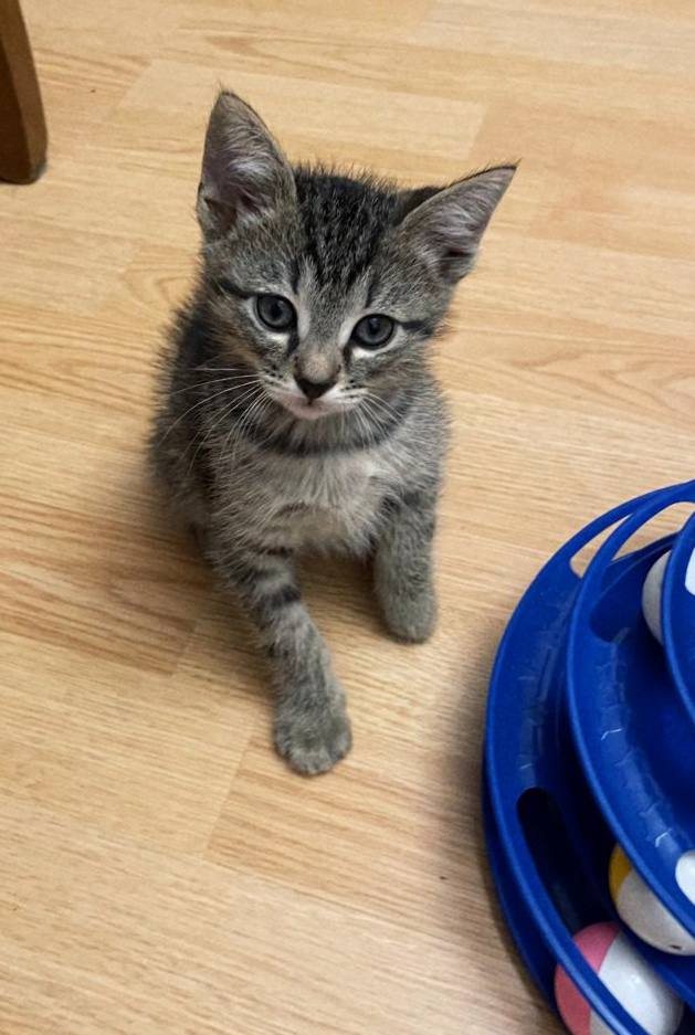 The cutest tabby kitten looking for a home. Moscow and Moscow region - Homeless animals, Kittens, Veterinary, cat, Tricolor cat, In good hands, Cat lovers, Overexposure, Fluffy, Shelter, Pet the cat, Lost, Animal Rescue, Maine Coon, Longpost