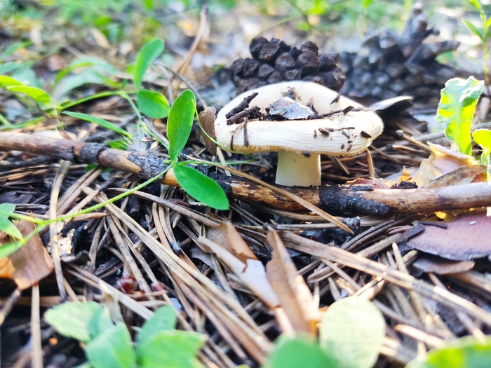 ����� �����, ���������� ������, ����������