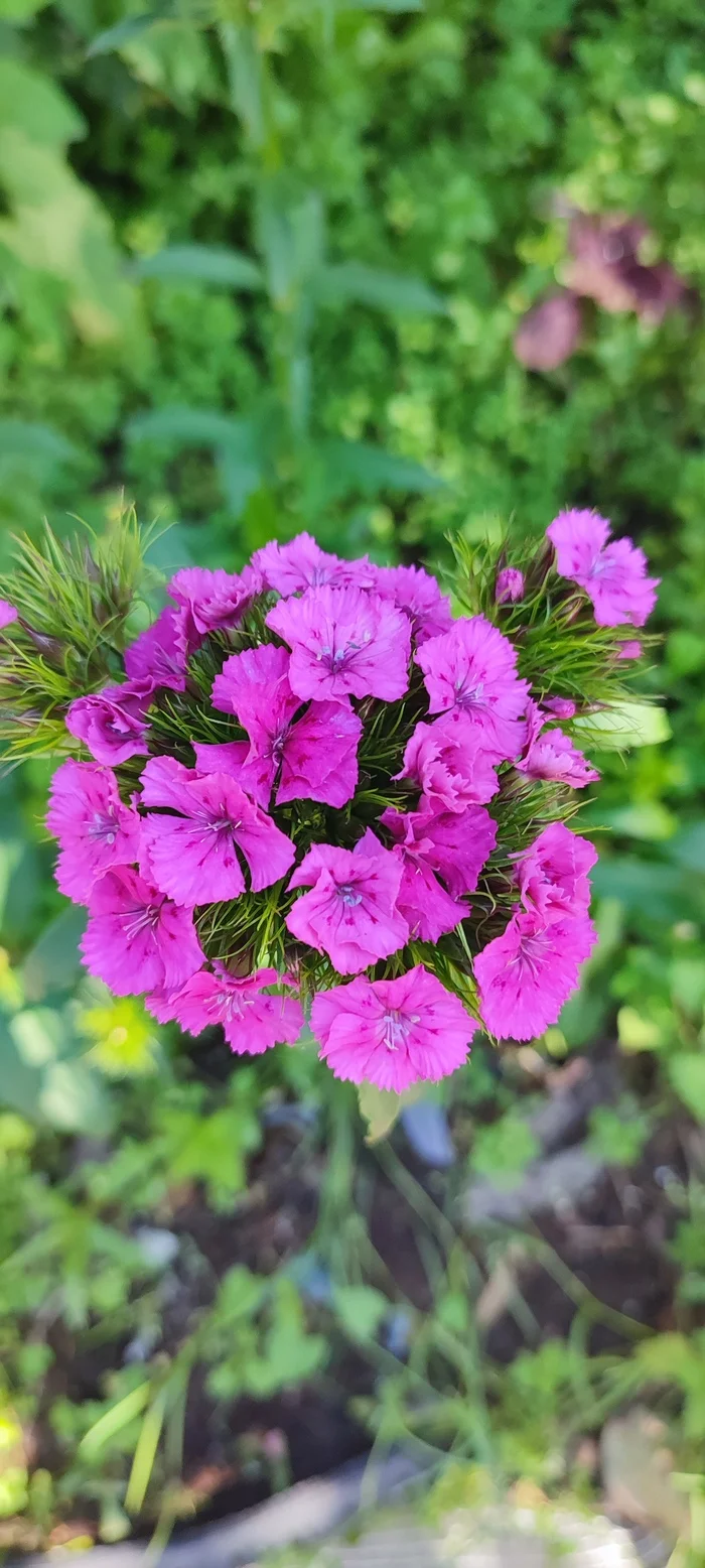 Turkish carnations - My, Mobile photography, Flowers, Carnation, Butterfly, Macro photography, Longpost